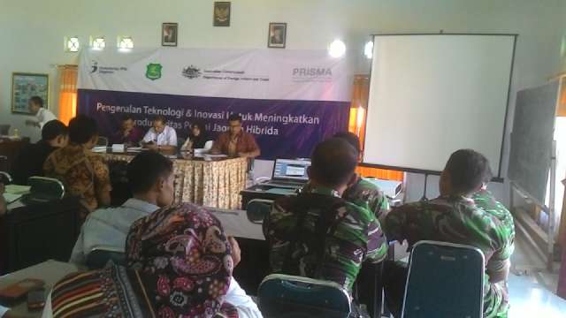 PLH Danramil Manding  Bantu Produktivitas jagung hibrida