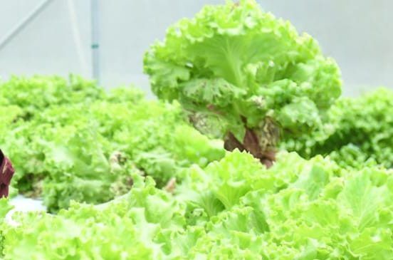 Smart Farming Sumenep: Produk Petani Kasengan Tembus Pasar Modern