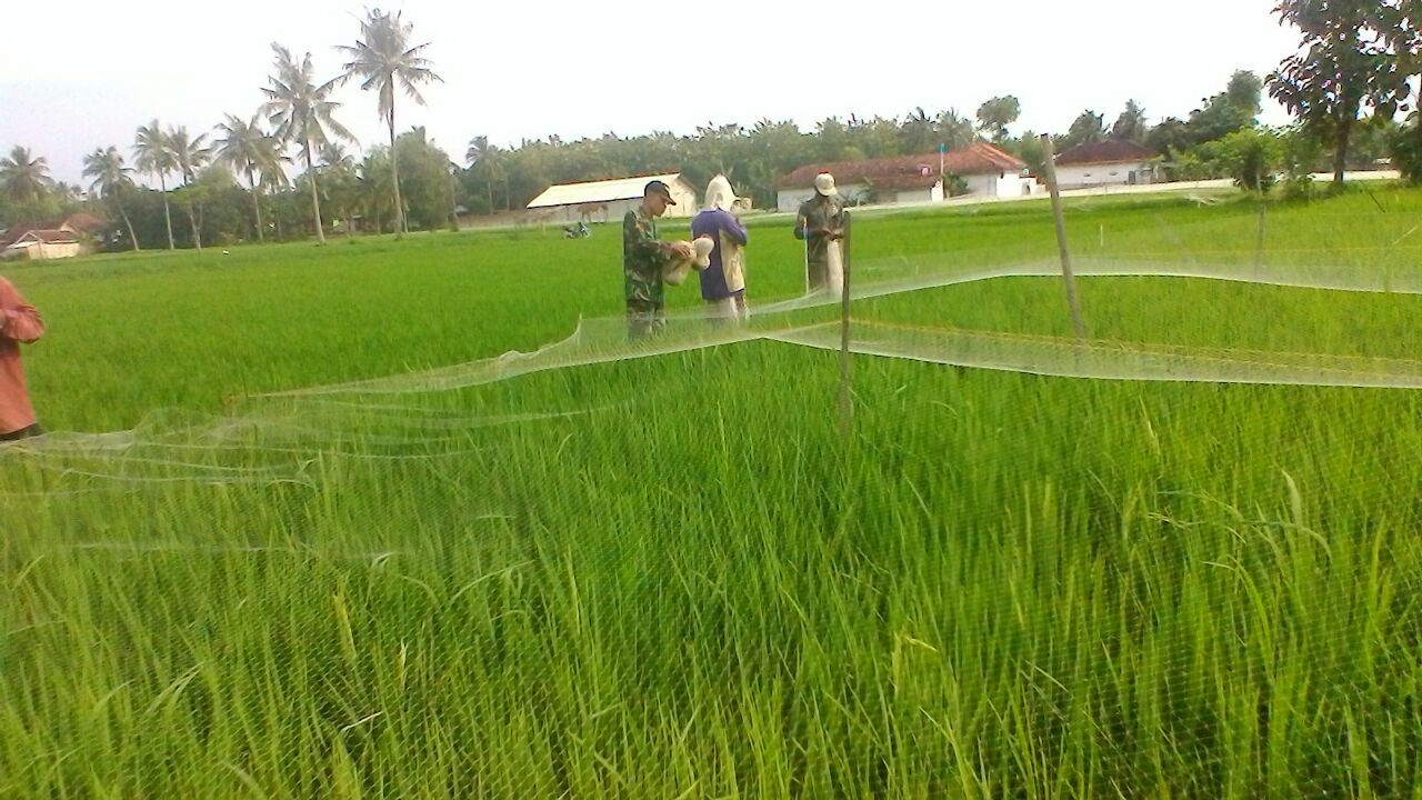 Cegah Hama Burung, Babinsa Ramil 0827/16 Gapura  Bantu Pasang Jaring
