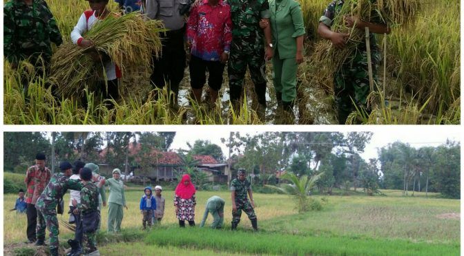 Pasca Panen, Dandim Pamekasan Serukan Tanam Padi Kembali