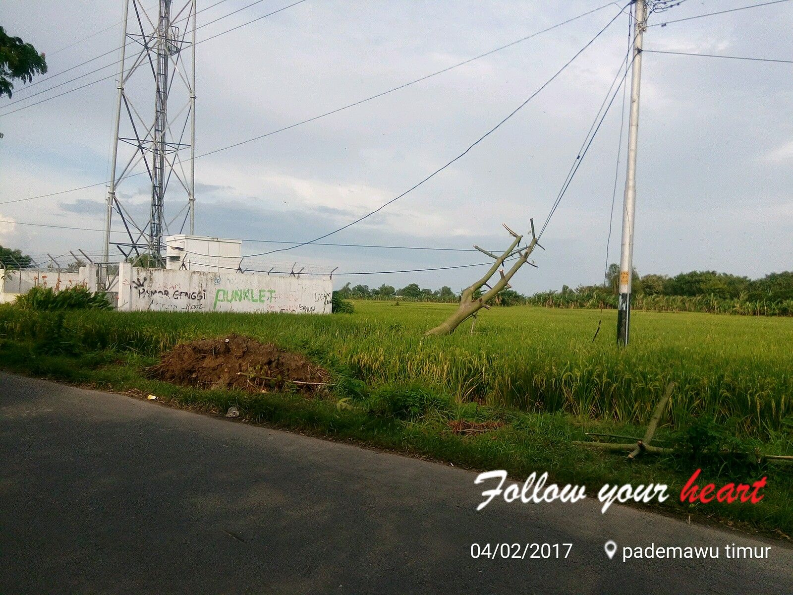 Warga Pademawu Keluhkan Pohon Tumbang Dilahan Pertanian