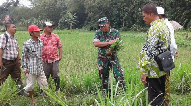 Mantap, Koramil 0826/11 Terapkan Budidaya Padi Salibu Mantap, Koramil 0826/11 Terapkan Budidaya Padi Salibu