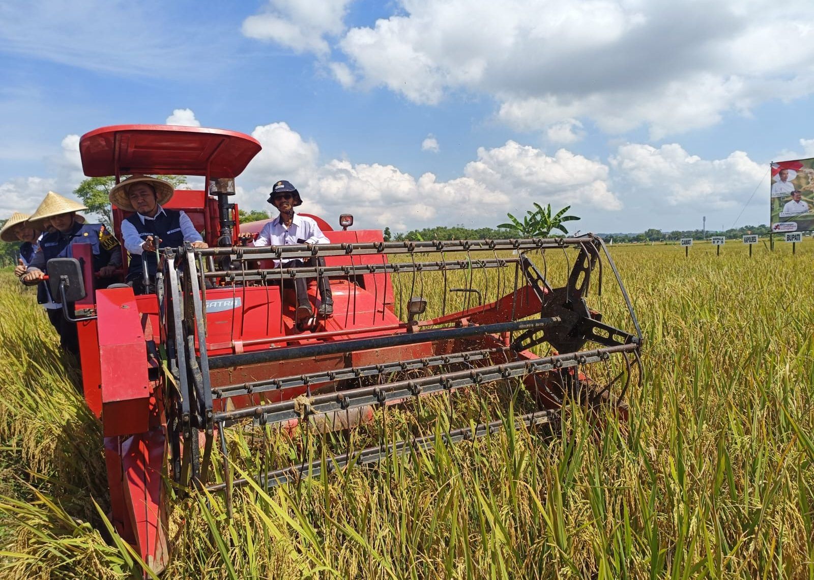 Menelisik Lumbung Pangan Kabupaten Sumenep: Potensi Emas Pertanian Jagung, Lengkuas, dan Padi