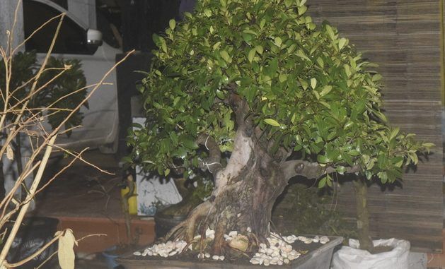 Daun Beringin: Solusi Alami untuk Bronkitis dan Diare