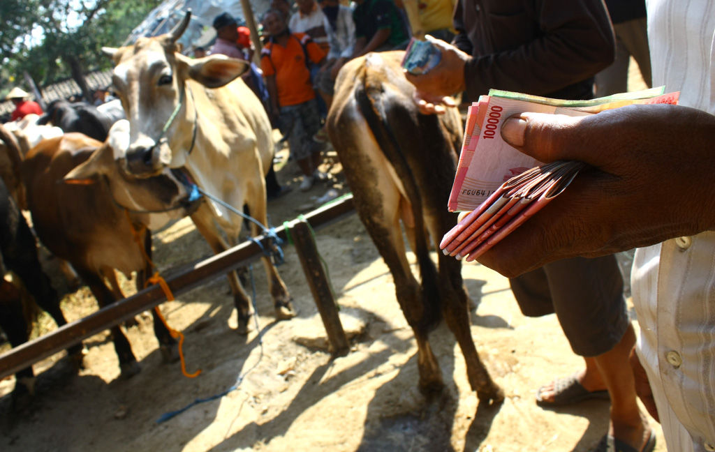Kisah Poktan Kembalikan Bantuan Sapi Dinas Peternakan Sumenep