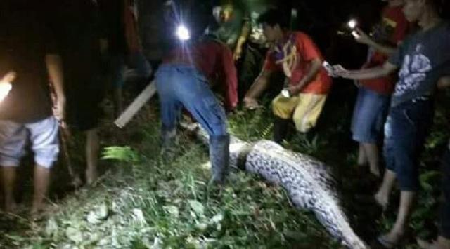 Fakta Mengerikan, Petani Sawit Ditelan Ular Piton