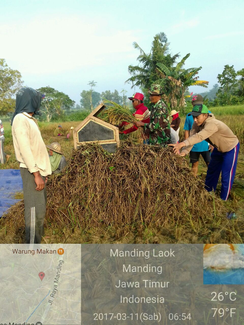 Ikut Memanen Padi, Cara Babinsa Menjalin Keakraban Dengan Masyarakat