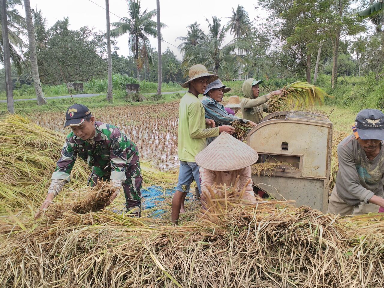 Babinsa Kalebengan Koramil Rubaru Bantu Petani Panen Padi