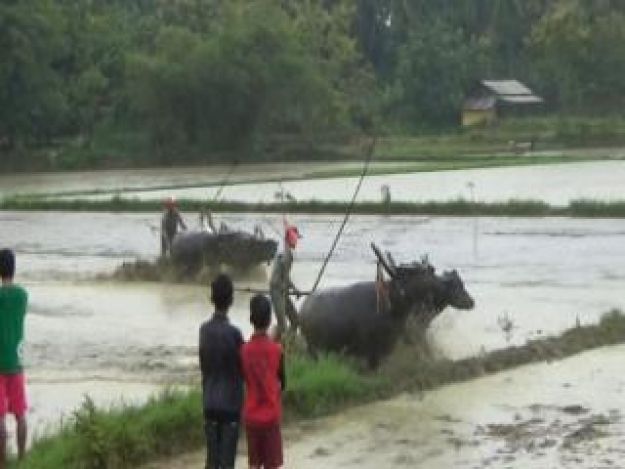 Warga Kangean, Awali Masa Tanam Dengan Karapan Kerbau Lumpur