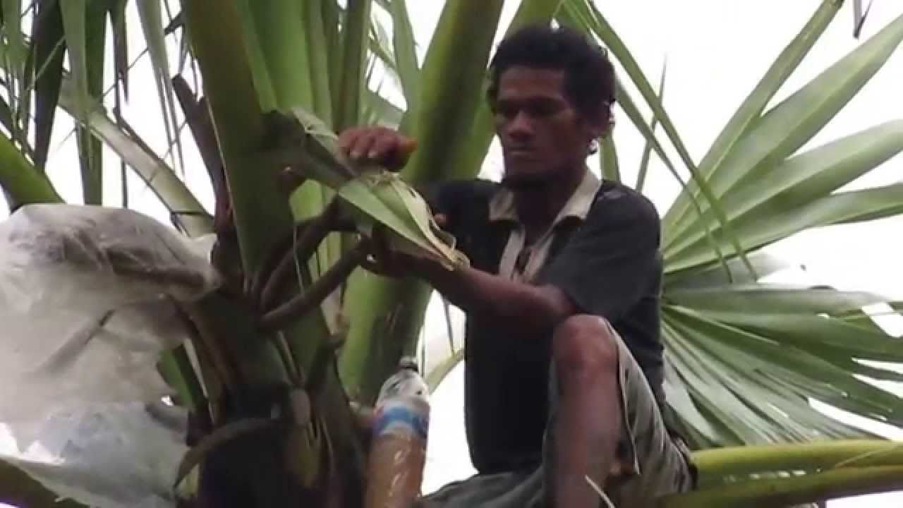 Manfaat Lain Dari Minuman Tuak  Asal Lombok NTB