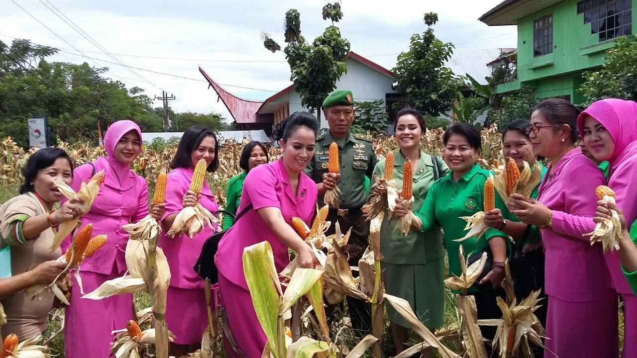 Universitas Trunojoyo Madura Kembangkan Jagung Hibrida