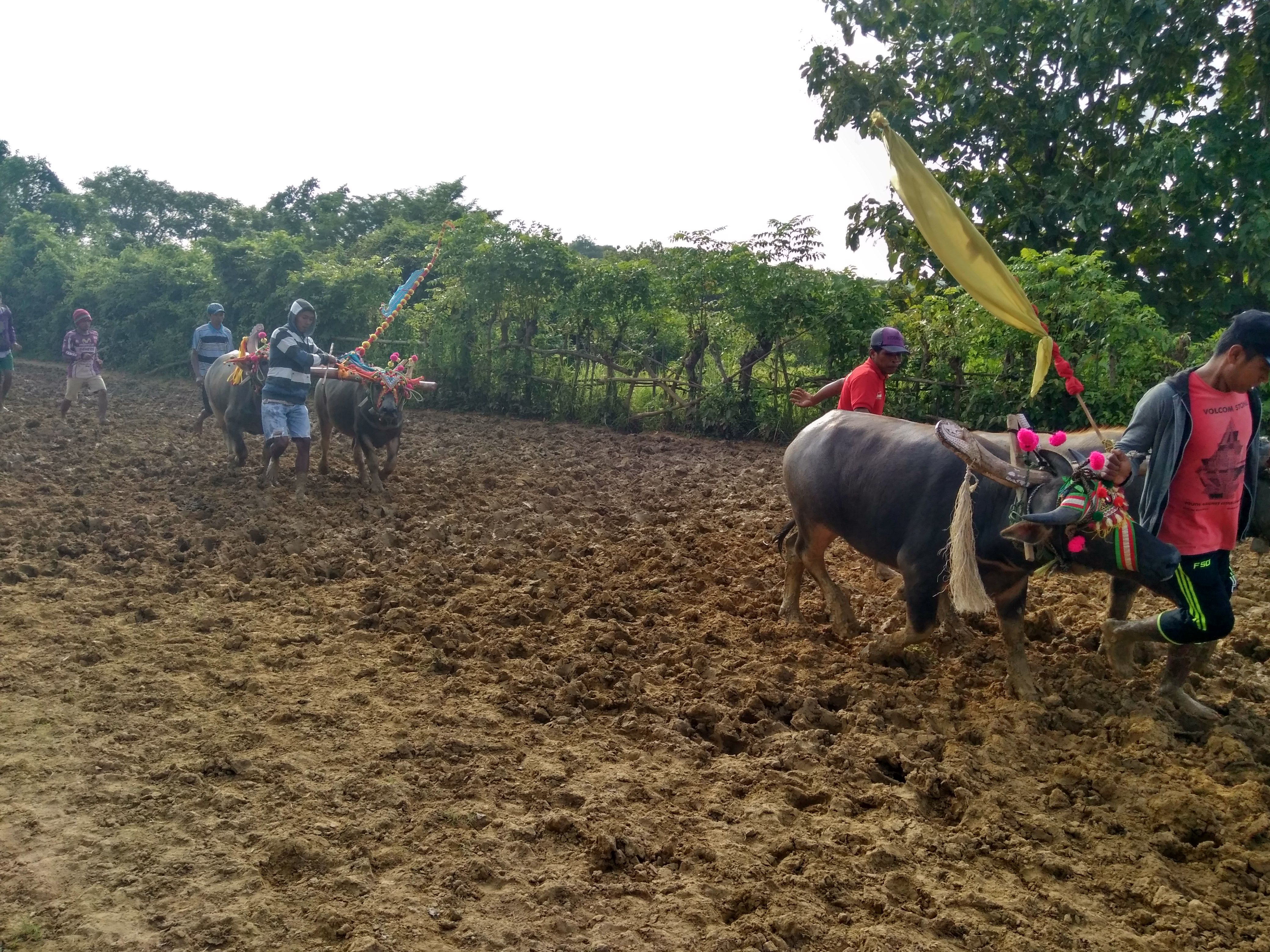 Tradisi Lombe, Mutiara Terpendam Pulau Kangean