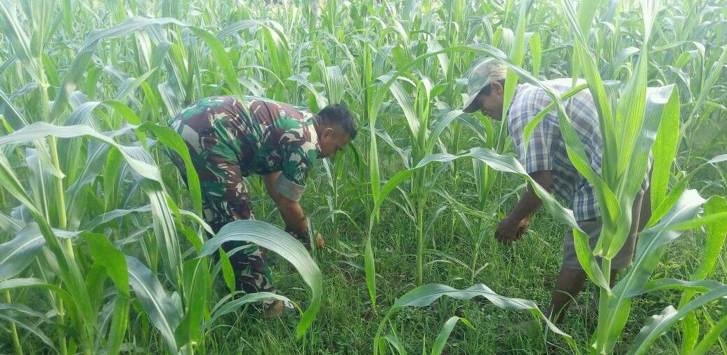 Upsus Babinsa Koramil 0827/08 Ganding Dampingi Petani Jagung