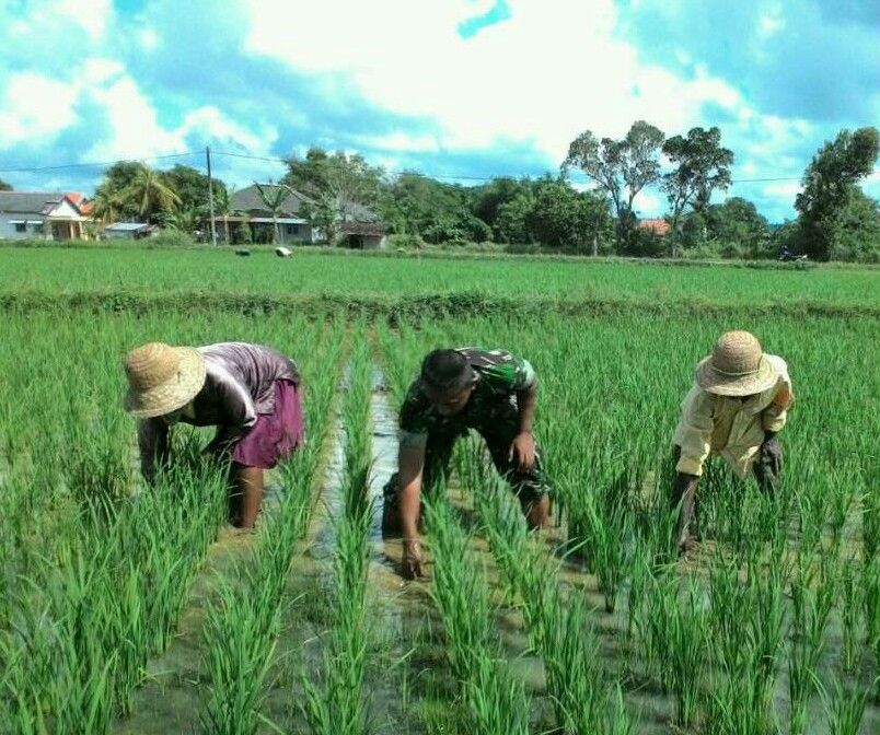 Babinsa  Kebun Agung Bantu  Petani  Enyahkan  Gulma