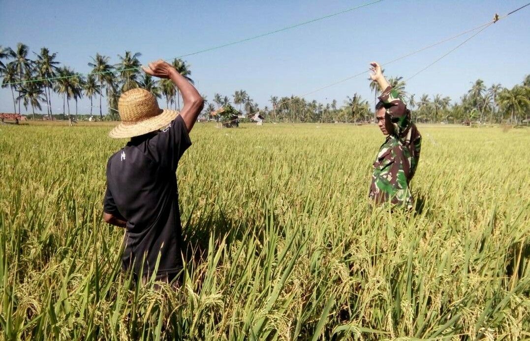 Serunya Babinsa Pragaan dan Warga Halau Burung Padi