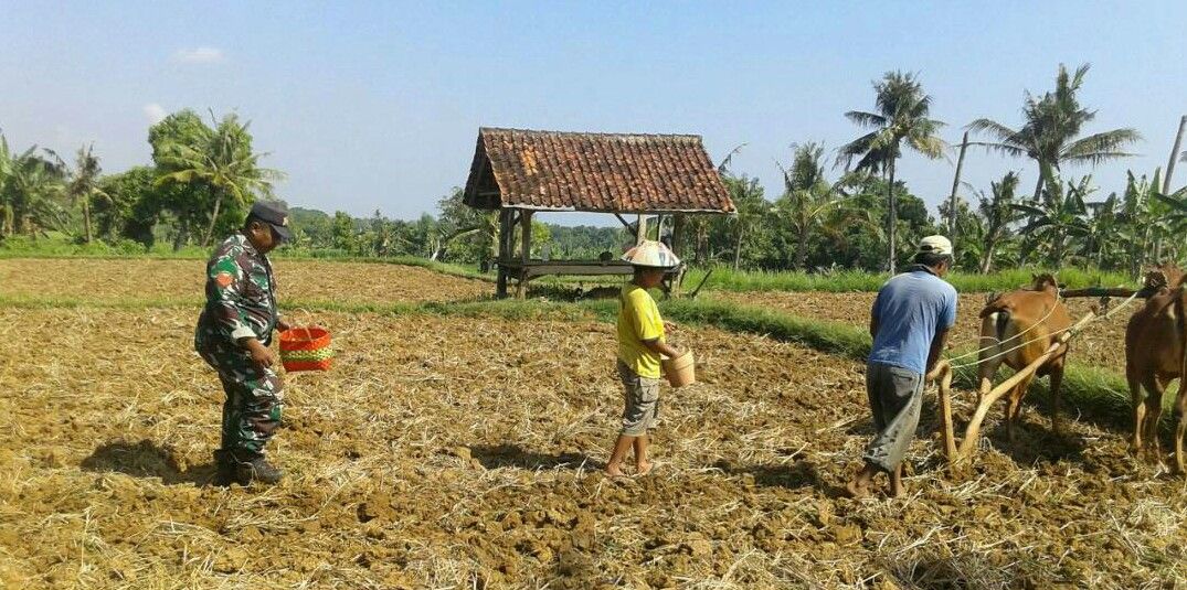 Semangat Babinsa Semaan – Dasuk Dampingi Cetak lahan dan Tanam Jagung