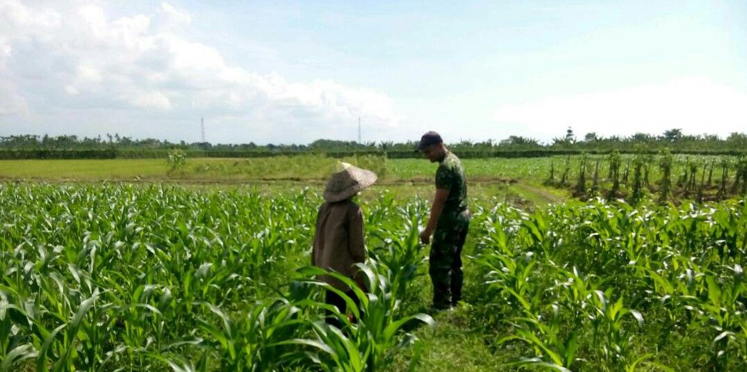 Begini Trik Babinsa Sabuntan Pulau Sapeken Merawat Tanaman Jagung