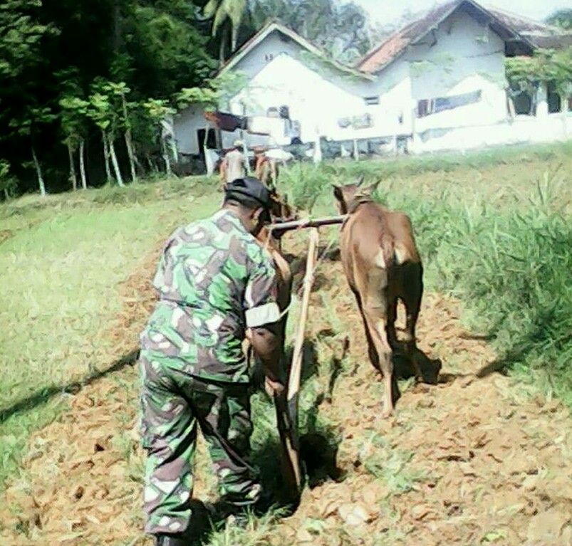 Babinsa  Beringin Dasuk, Bantu  Warga Dengan  Bajak Sapi