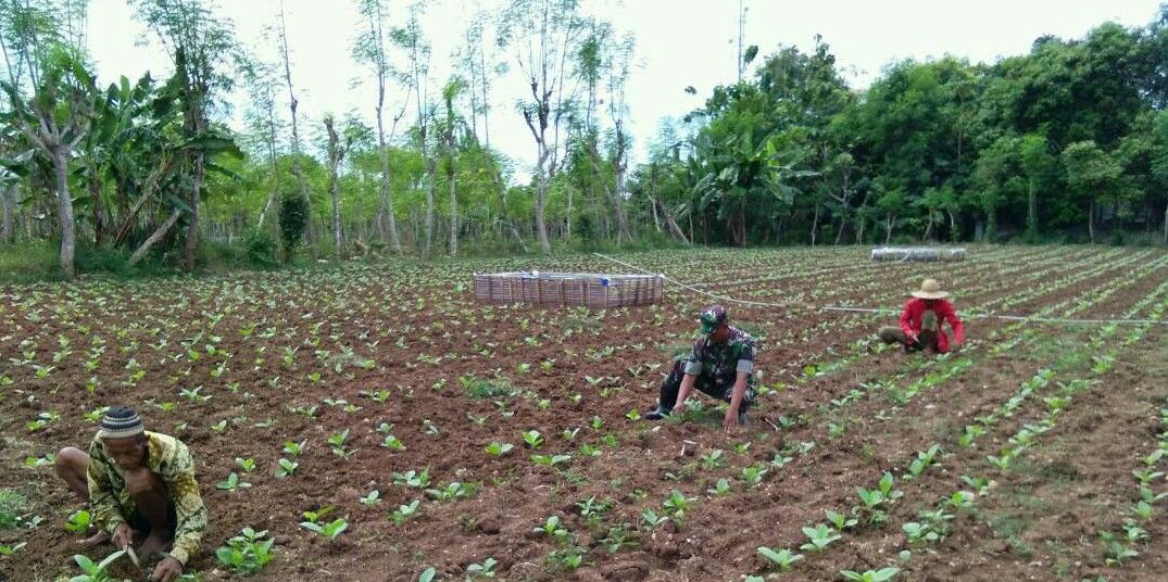 BABINSA ERRABU – KORAMIL 0827/04 BLUTO  DAMPINGI PETANI TEMBAKAU