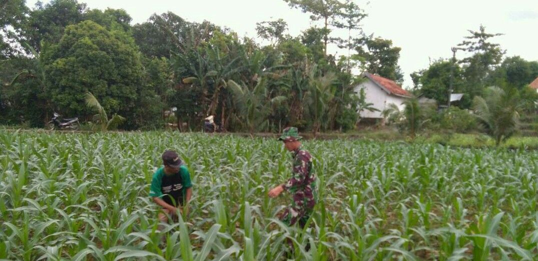 Ini Cara Babinsa Rombiya Timur Koramil 0827/08 Ganding, Tingkatkan Ketahan Pangan