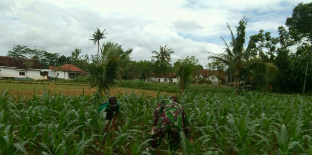 Babinsa Rombiya Timur Bantu Petani jagung