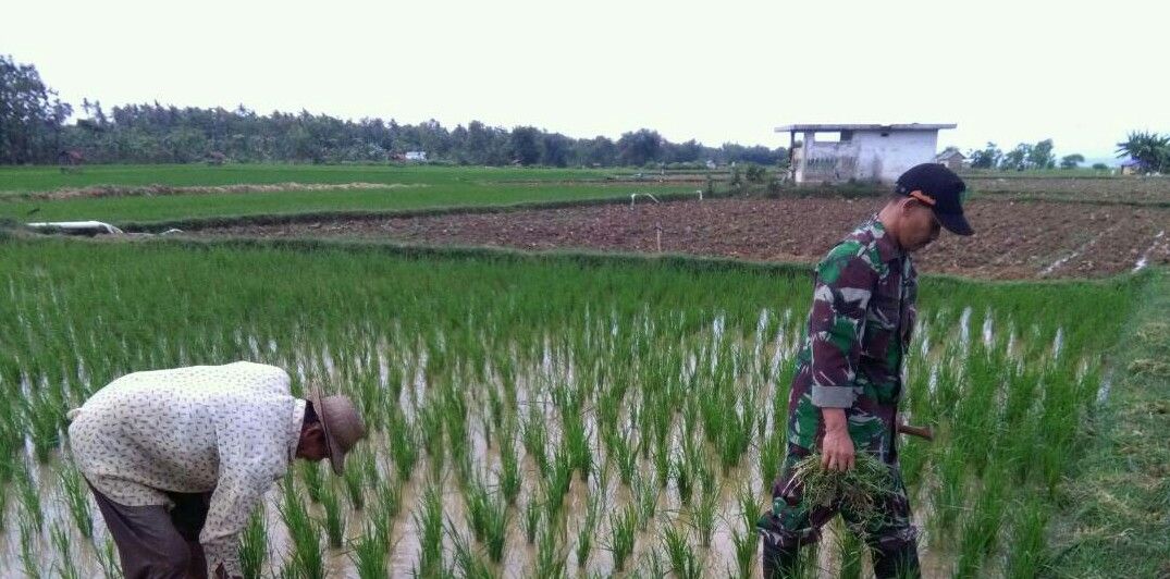 Babinsa Koramil 0827/16 Gapura Bantu Petani
