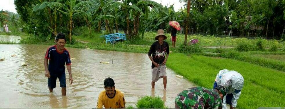 Babinsa Cangkreng, Koramil 0827/05 Lenteng Bantu Petani Cabut Benih Padi