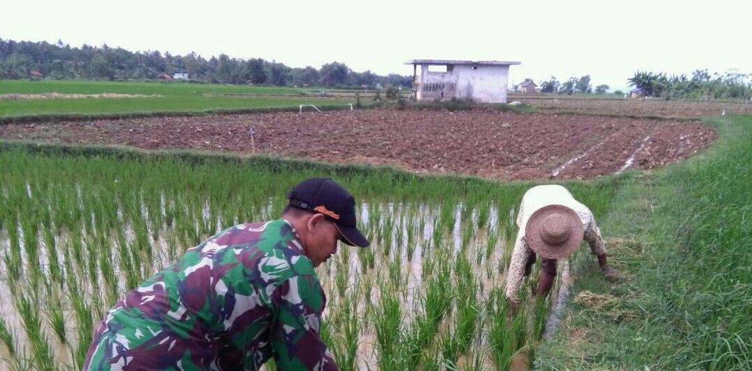 Babinsa Gresik Putih Gapura dampingi Petani