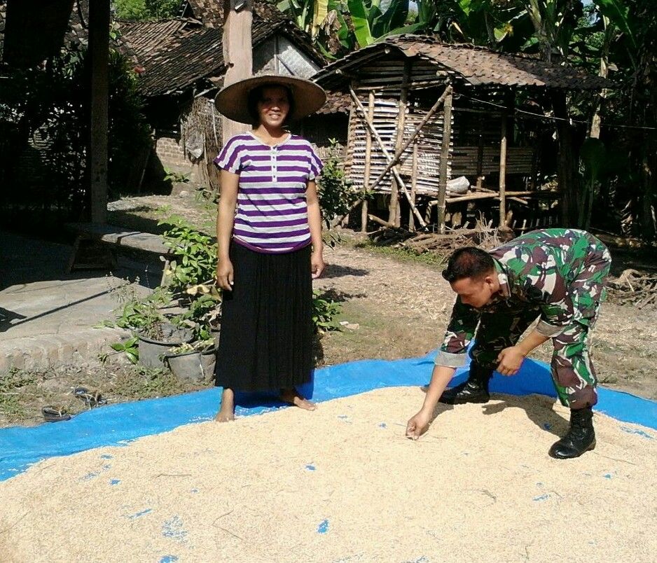 Babinsa Ambunten Barat Koramil 0827/10 Ambunten Bantu Petani
