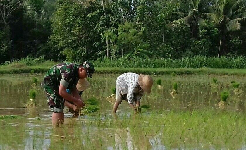 Babinsa Billapora Barat Turun ke Sawah