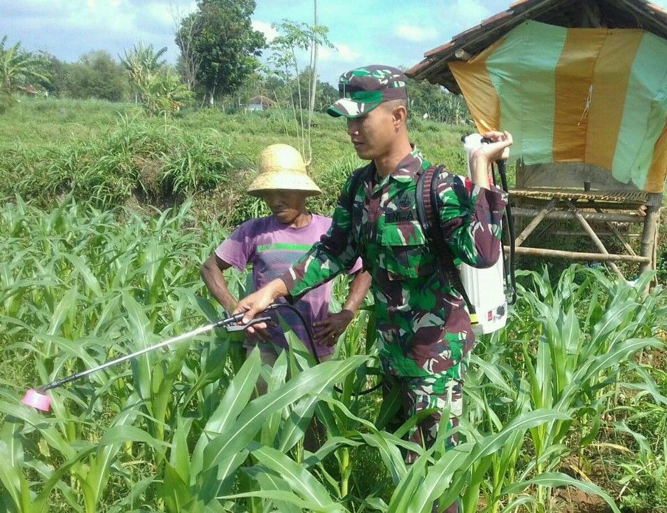 ‎Babinsa Rombiya Timur  Ganding Bantu Petani Basmi Hama