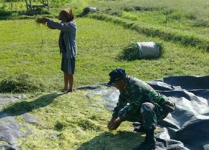 Ini Tugas Babinsa Saat Petani Panen Padi