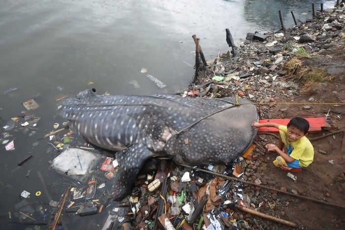 Hiu tutul mati terdampar di pantai
