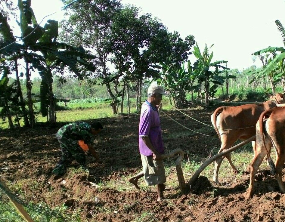 Babinsa Bataal Timur Koramil Ganding Bantu Petani Tanam Jagung