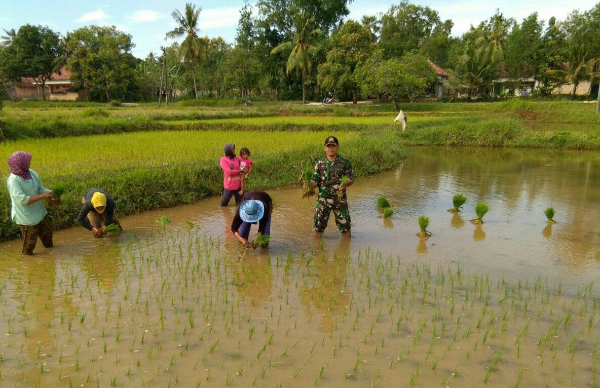 Babinsa Koramil Kangean Turun Kesawah Babinsa Koramil Kangean Turun Kesawah