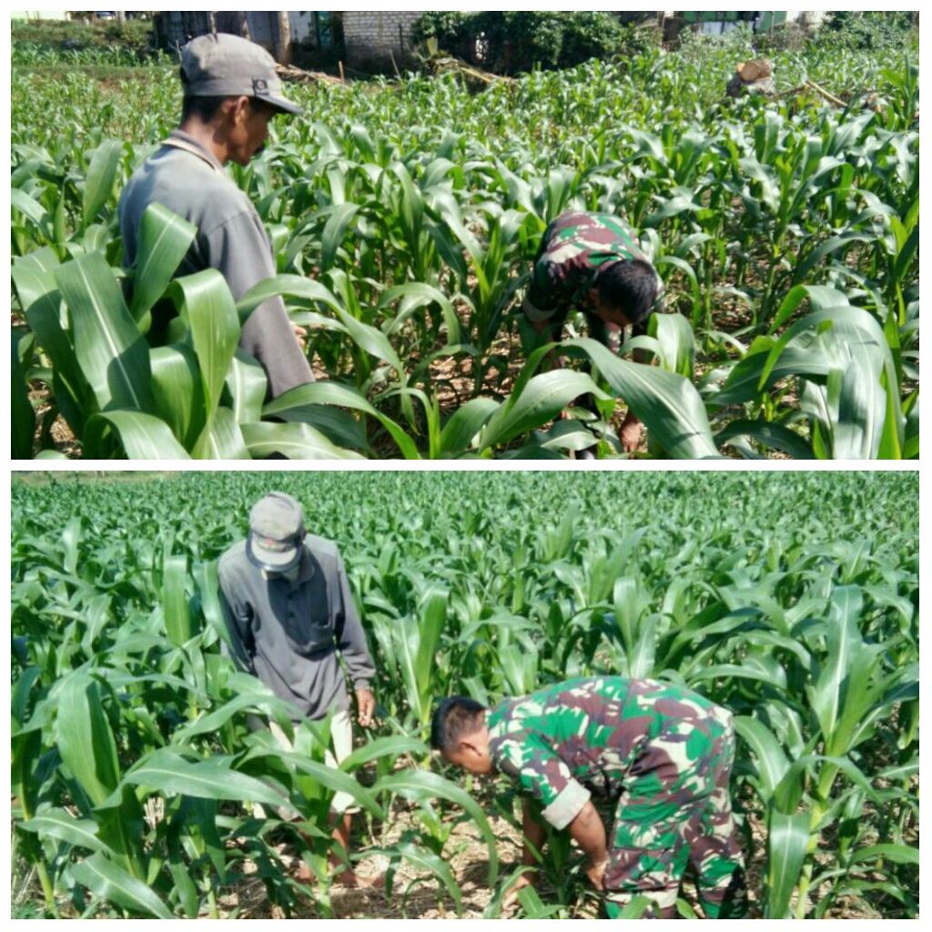 Babinsa Ketawang Karay Ganding Dampingi Petani Jagung