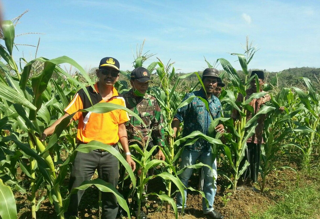 Babinsa Parebaan Dampingi Petani Jagung