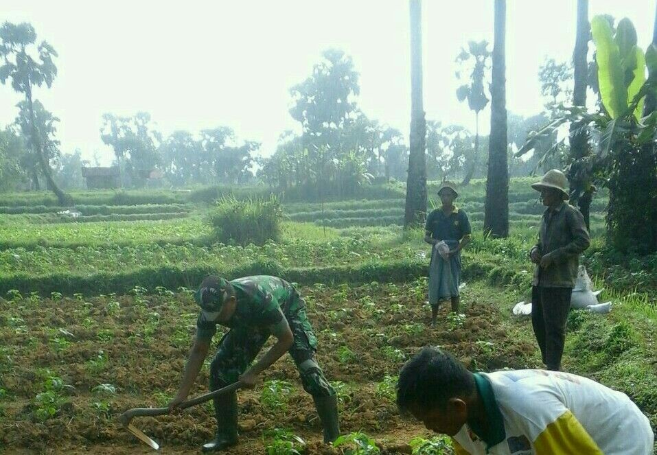 Babinsa Kalebengan Koramil 0827/13RUBARU  KOMSOS Dengan Petani