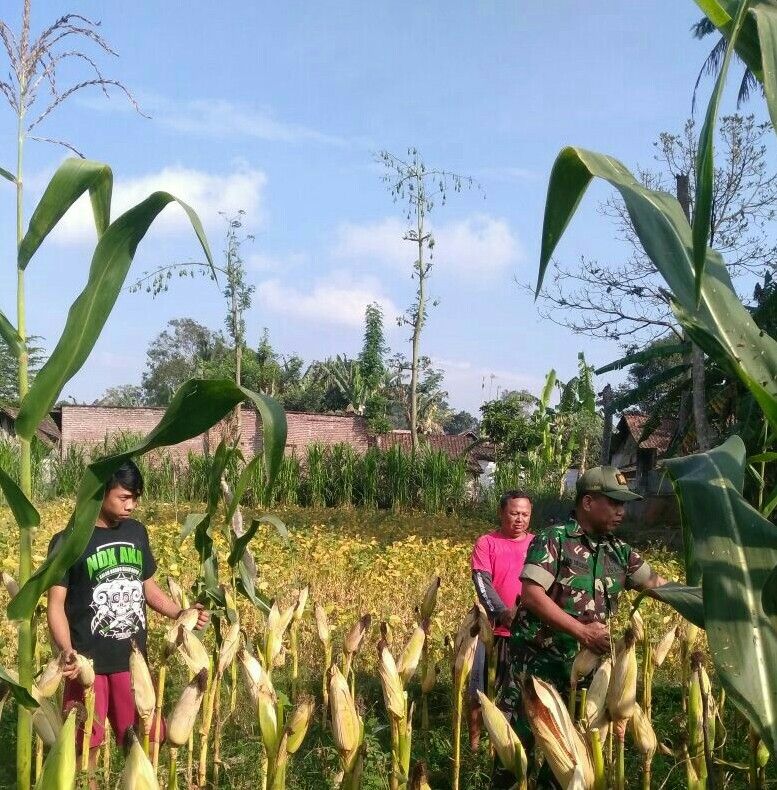 Babinsa Banasare Dampingi Petani Jagung