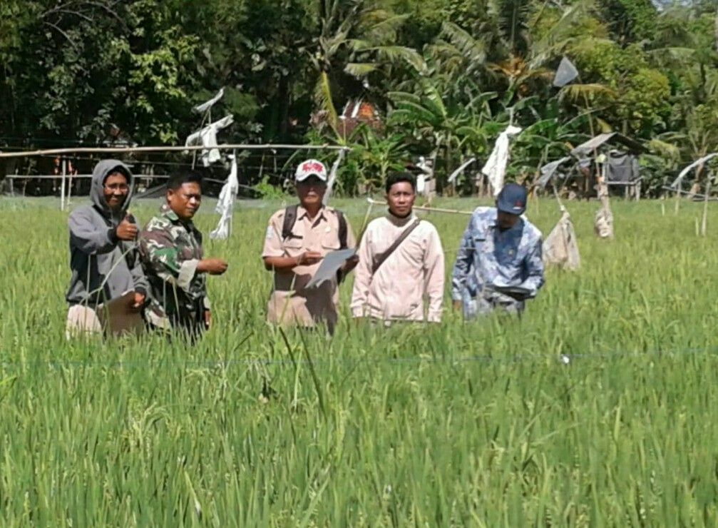 Bersama PPL, Babinsa Saronggi Monitoring Perkembangan Tanaman Padi