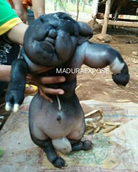 Warga Sumenep Heboh Kambing Melahirkan Anak Mirip Manusia