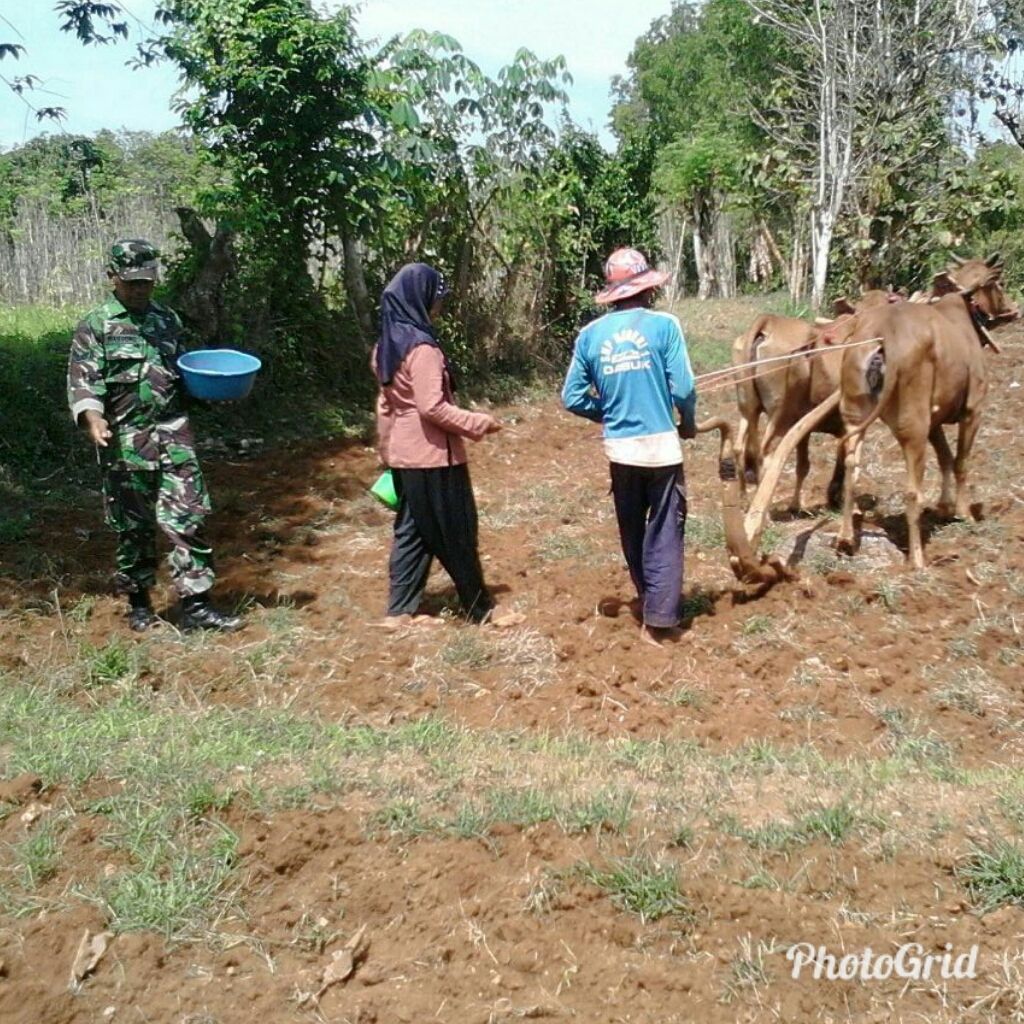 Tingkatkan Swasembada Pangan, Babinsa Koramil 0827/12 Dasuk Turun Bantu Warga