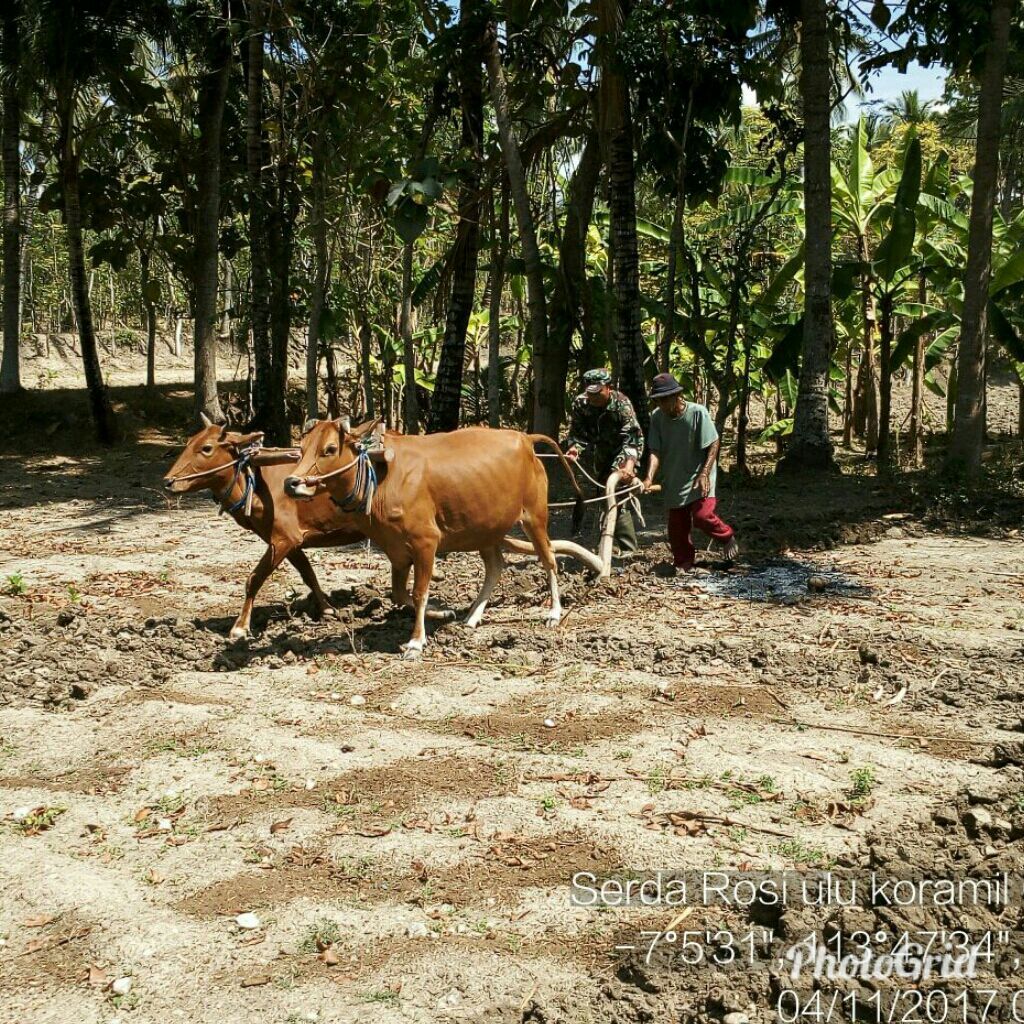 Tak kenal Lelah, Babinsa Koramil Bluto Bantu Bajak Ladang