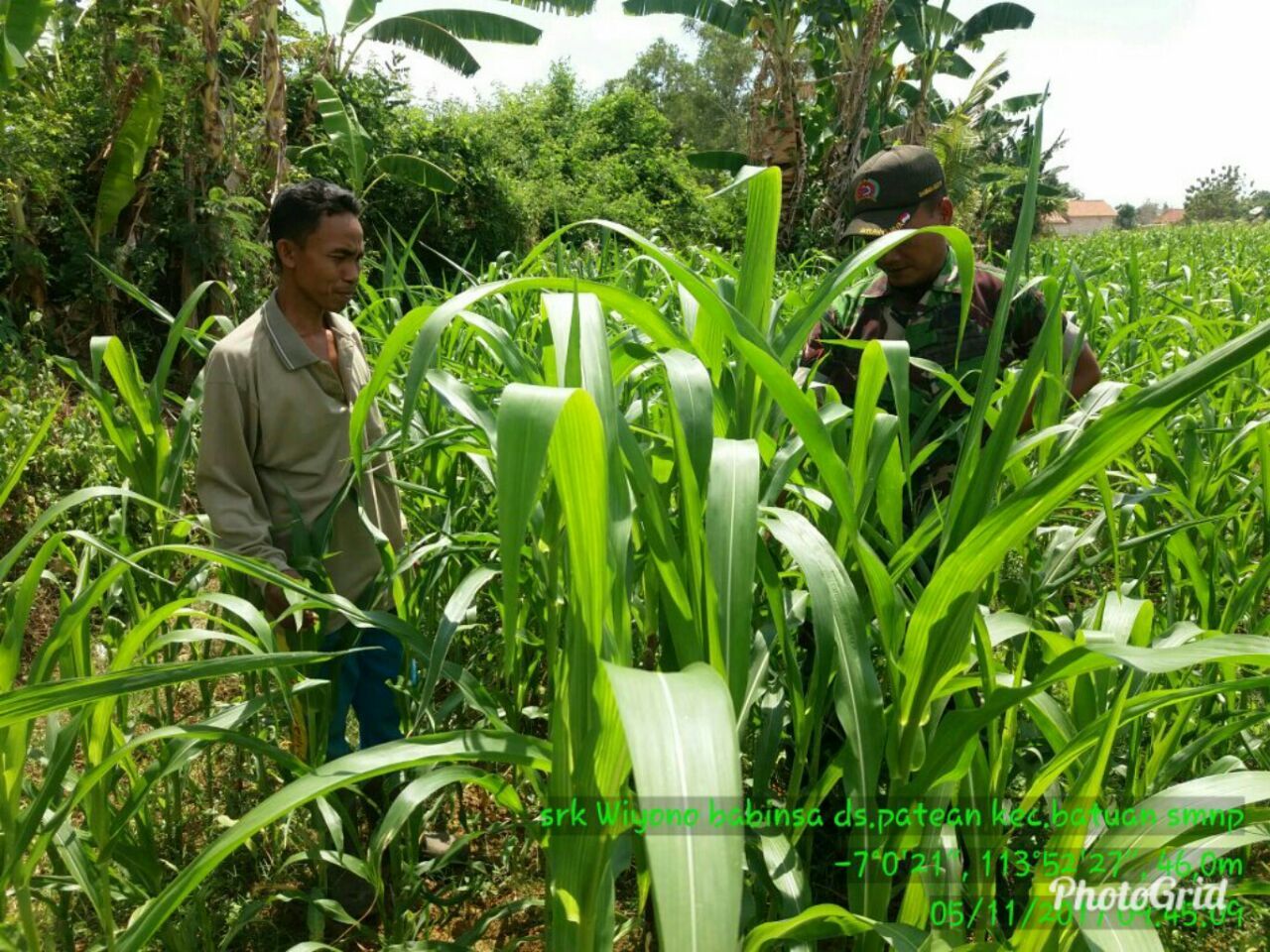 Babinsa Koramil 0827/01 Kota Dampingi Petani
