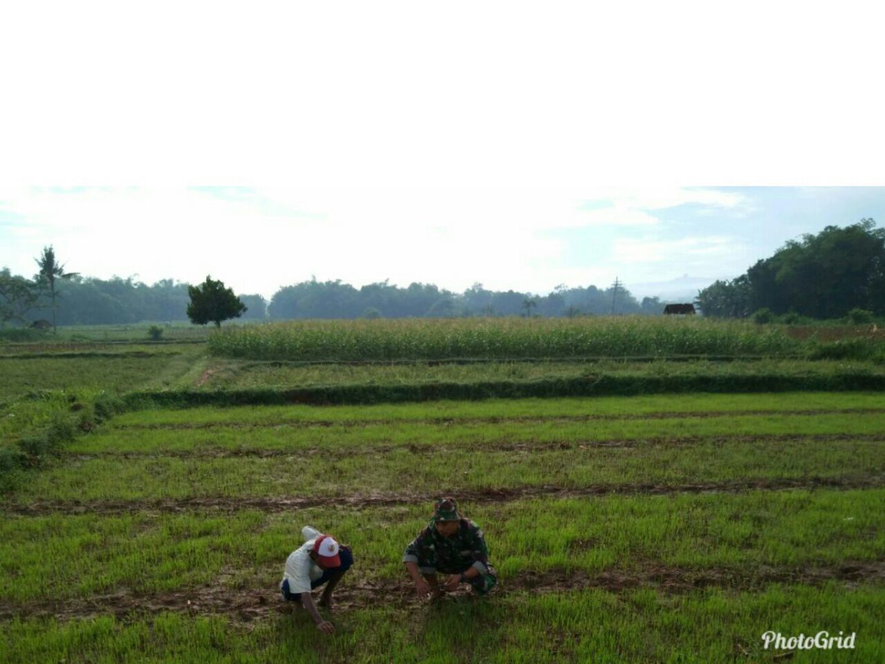 Perawatan Padi Menuju Peningkatan Swasembada Pangan