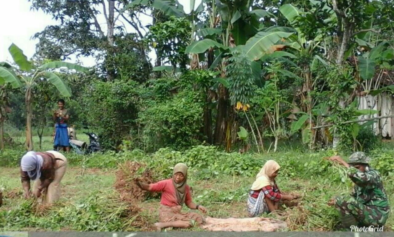 Anggota Koramil 0827, Serda Dominggus Babinsa Desa Bunbarat Bantu Warga Panen Kacang