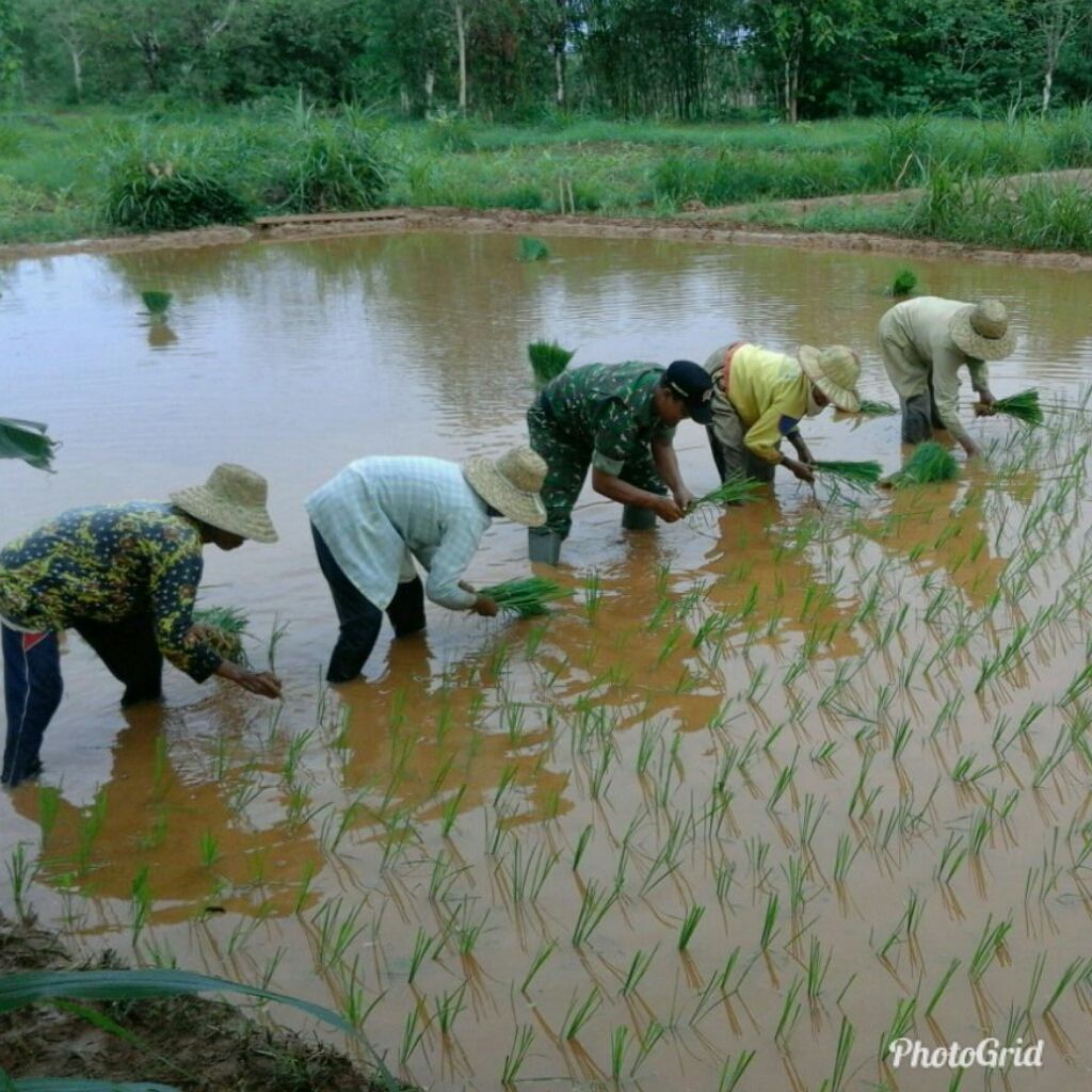 Babinsa Dasuk Bantu Petani Wujudkan Ketahanan Pangan