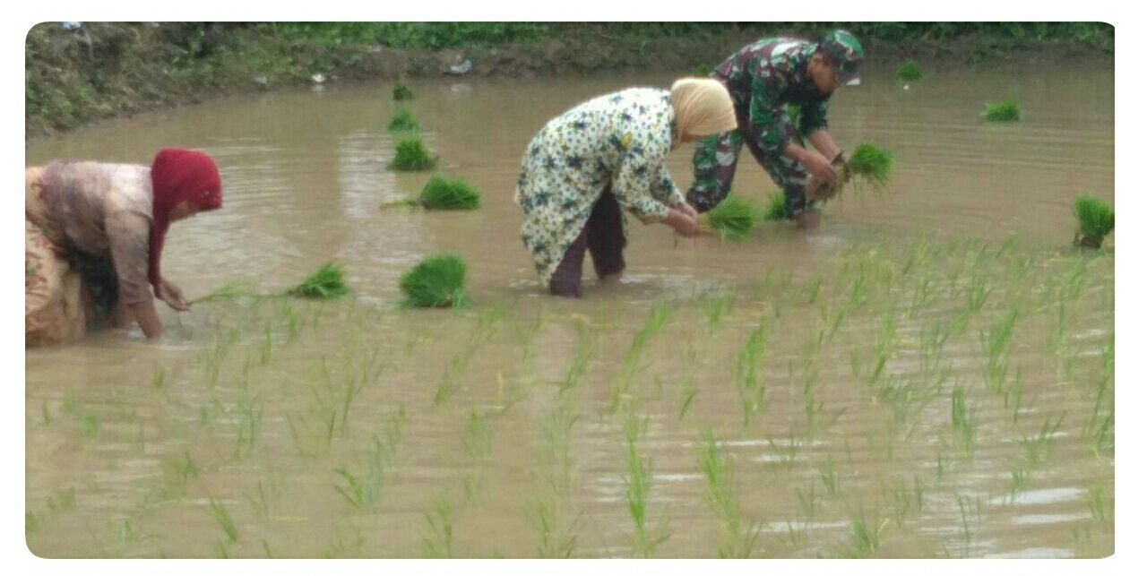 Babinsa Koramil 0827/12 Dasuk Ajak Pemuda Bertani
