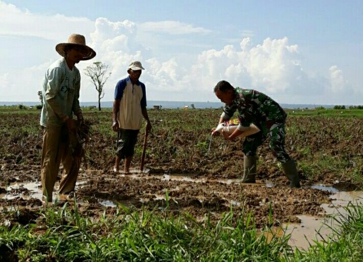 Serda Mofiq, Babinsa Gapura Bantu Petani Penyemaian Bibit Padi