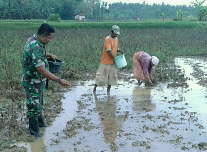 Babinsa Gapura bantu Petani sebar benih Padi